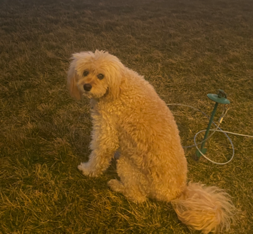 Benji